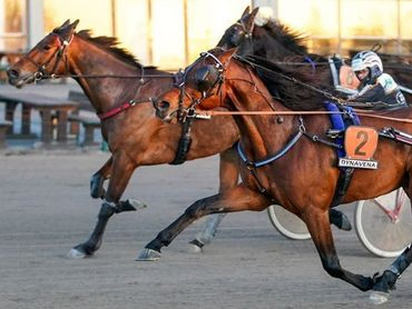 Ravihevoset ylittävät maalilinjan, harness race horse