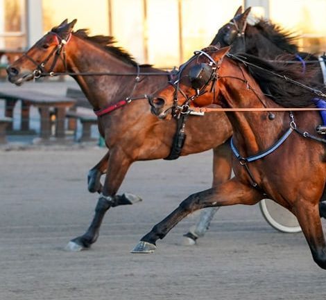 Ravihevoset ylittävät maalilinjan, harness race horse